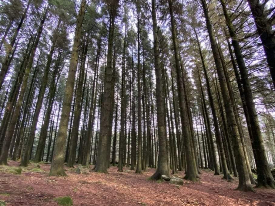 21.01.2023  Collapsed female, Tamar Trails,&nbsp;Gulworthy